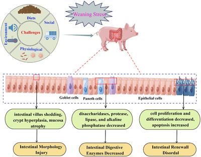 Weaning stress and intestinal health of piglets: A review